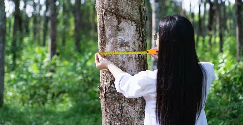 tree care services near me