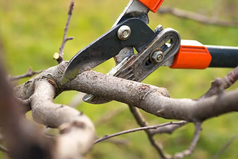 tree pruning company near me